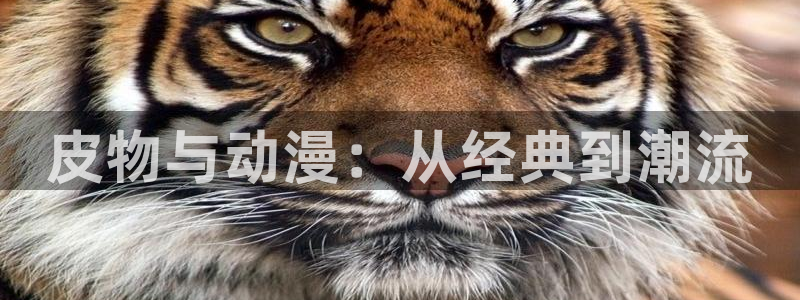 星辰耽漫网：皮物与动漫：从经典到潮流